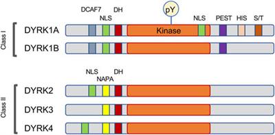 Insights from the protein interaction Universe of the multifunctional “Goldilocks” kinase DYRK1A